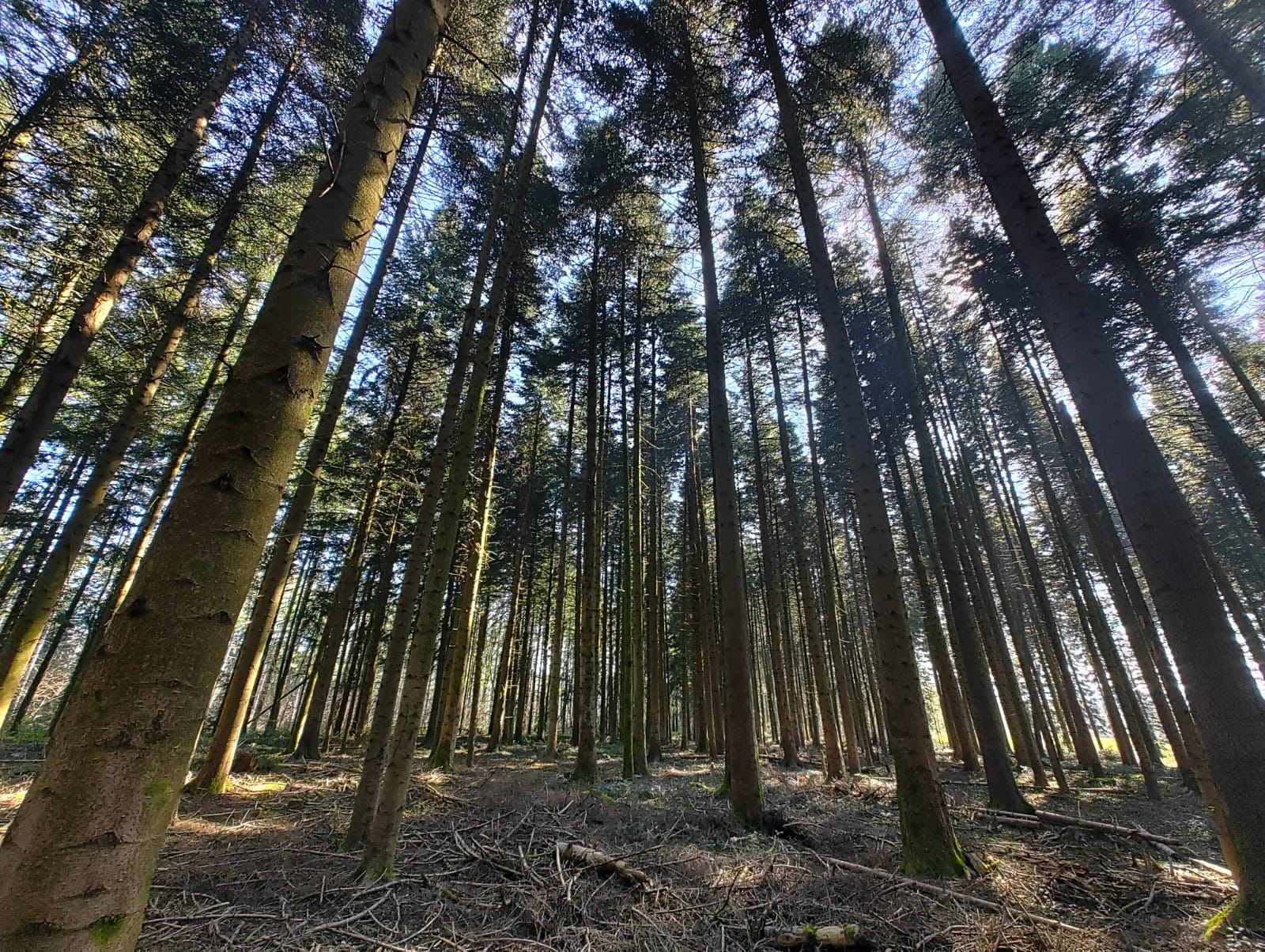 forêt résineuse à vendre sapin douglas