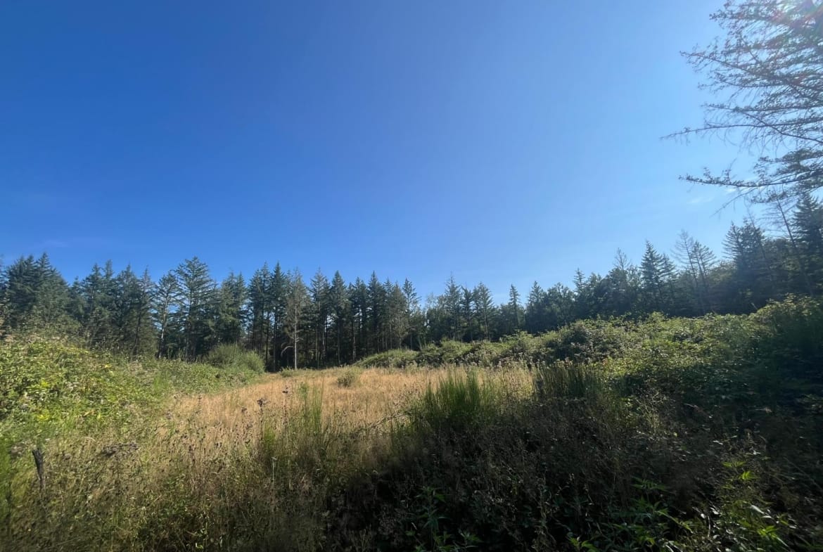 terrain forestier à reboiser Allier