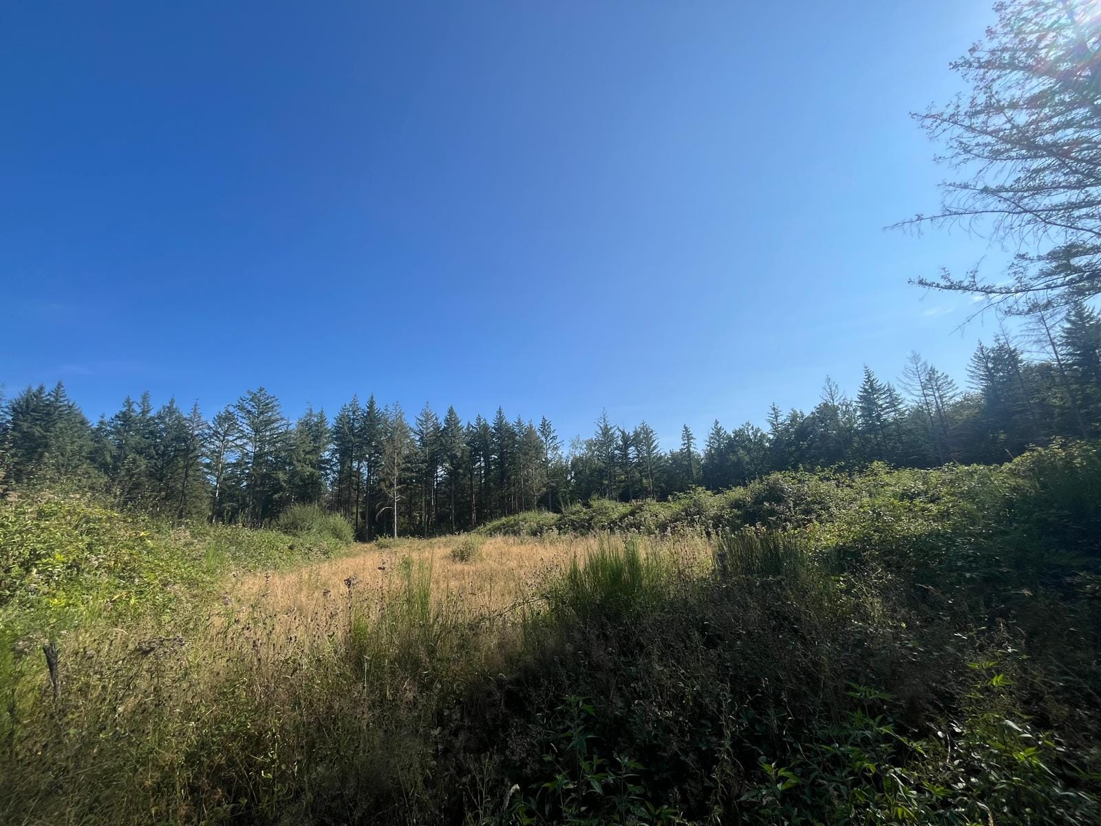 terrain forestier à reboiser Allier