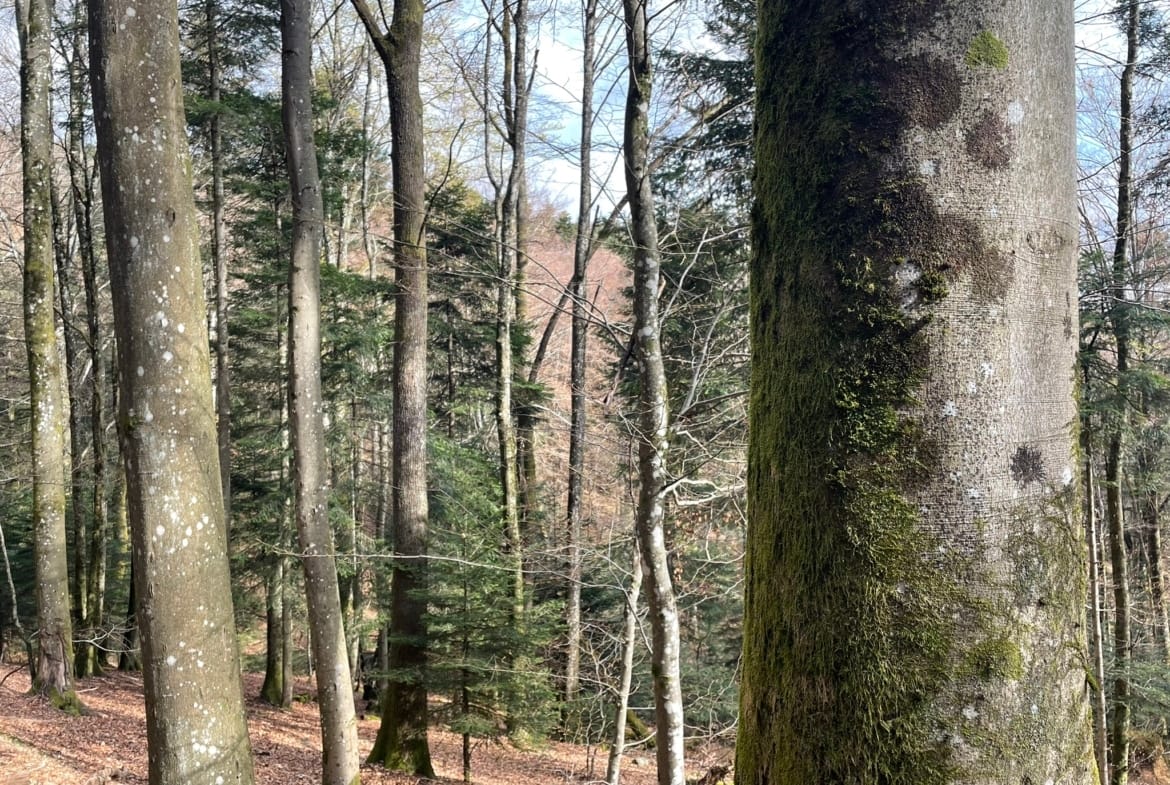 forêt à vendre Haut-Rhin