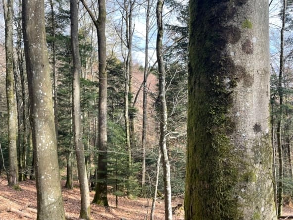 forêt à vendre Haut-Rhin