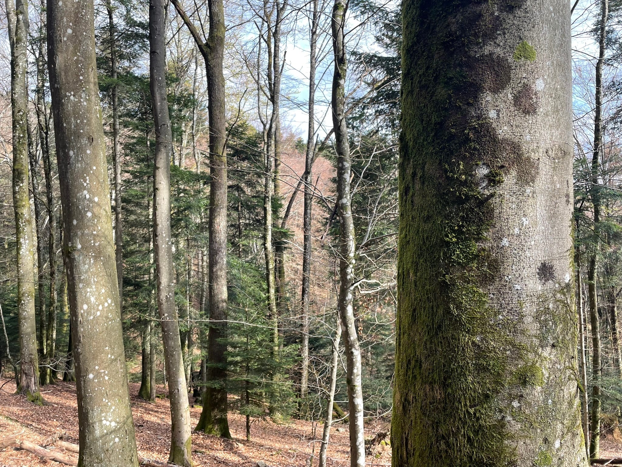 forêt à vendre Haut-Rhin