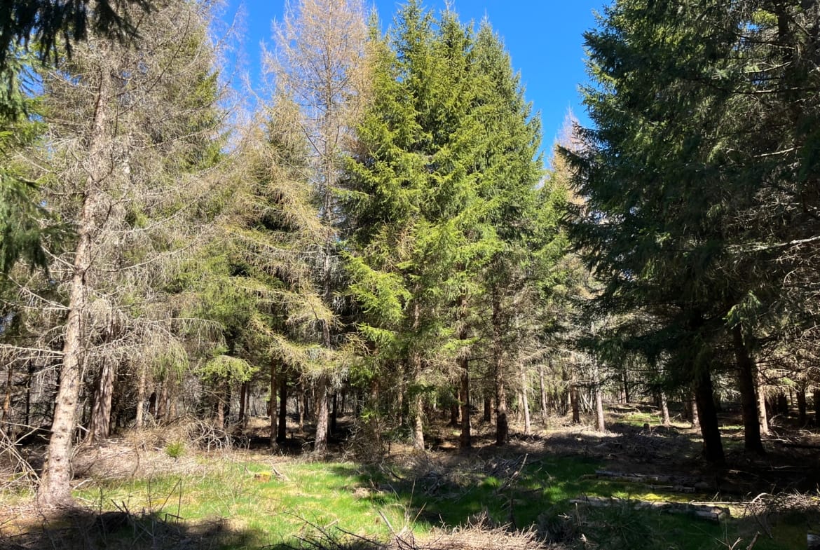 forêt résineuse Massif central