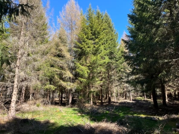 forêt résineuse Massif central