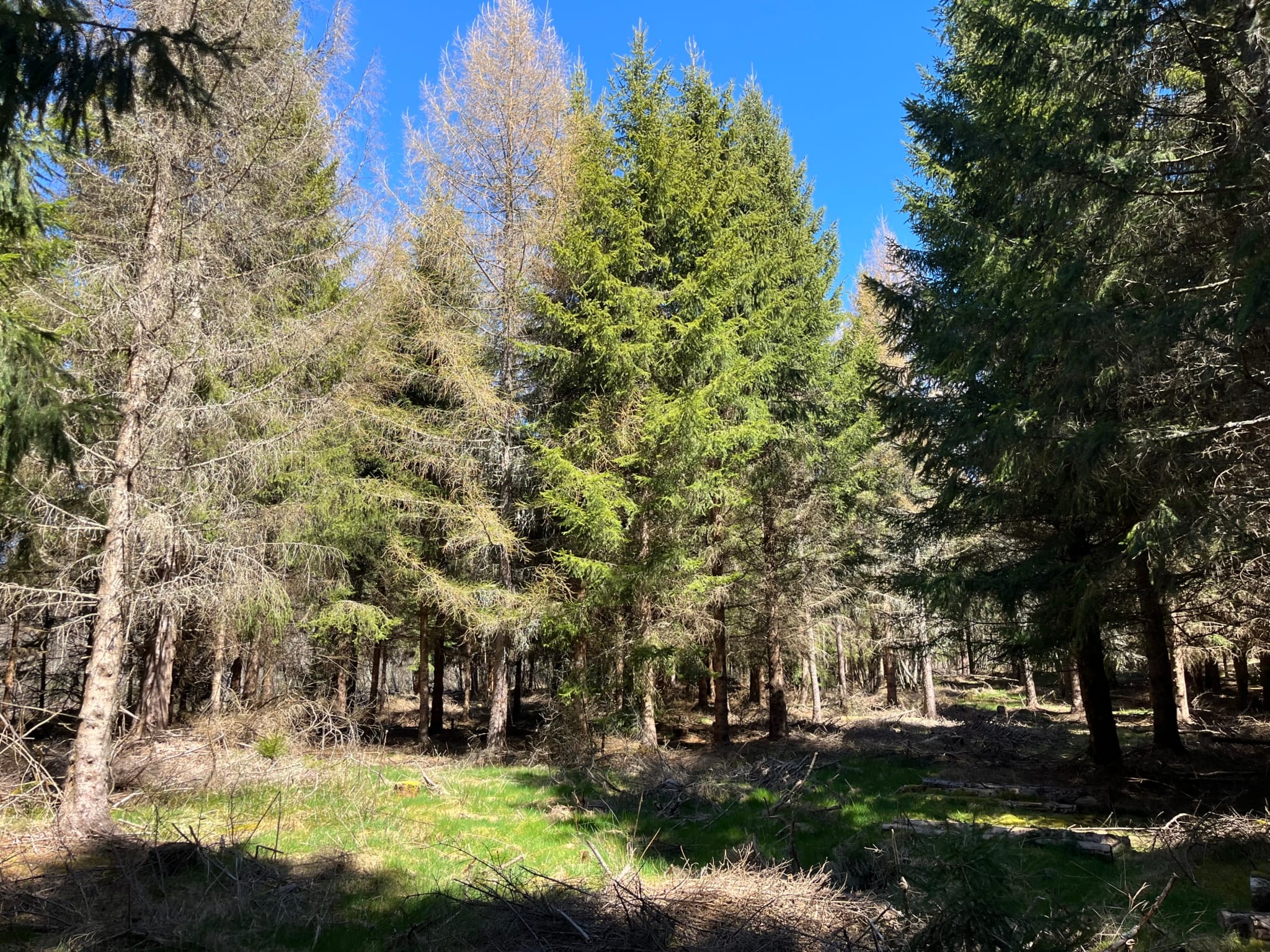 forêt résineuse Massif central