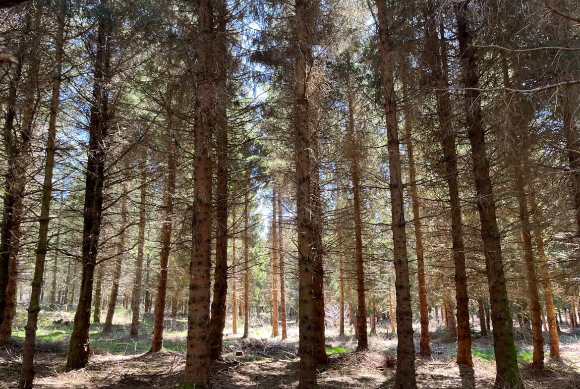 forêt résineuse Massif central