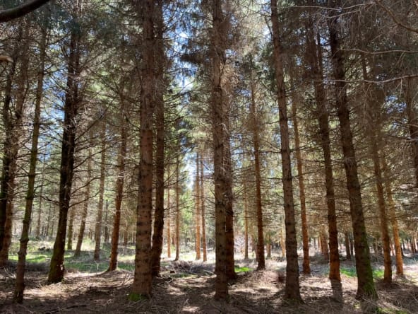 forêt résineuse Massif central
