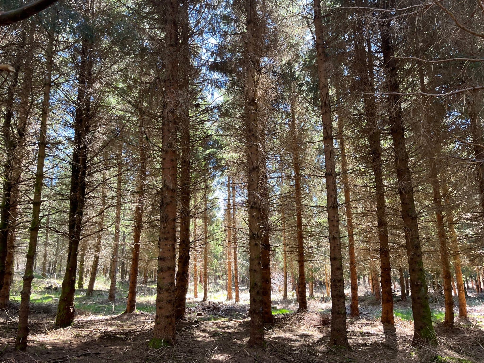 forêt résineuse Massif central
