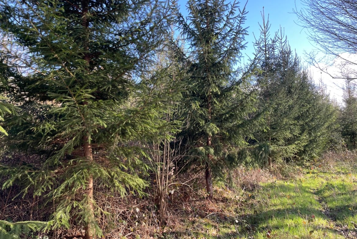 forêt Douglas à vendre Nivernais
