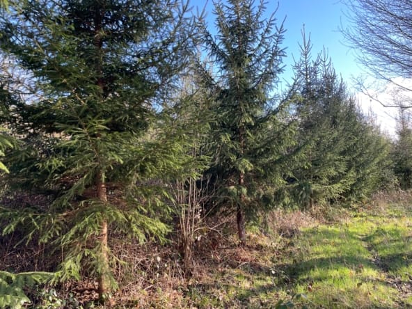 forêt Douglas à vendre Nivernais