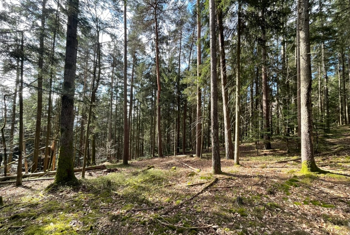 forêt à vendre Ballons des Vosges