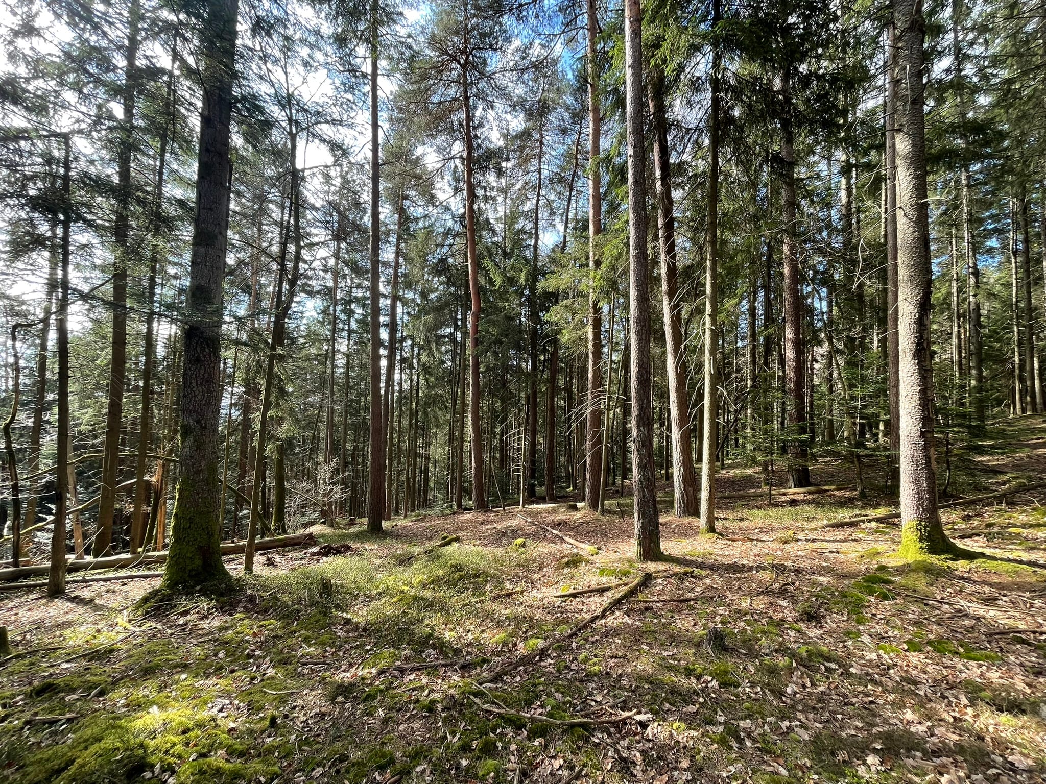 forêt à vendre Ballons des Vosges