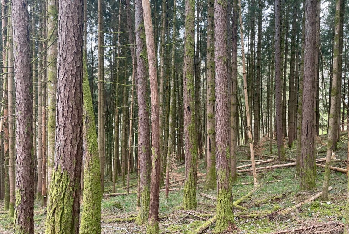 forêt à vendre Haut-Rhin