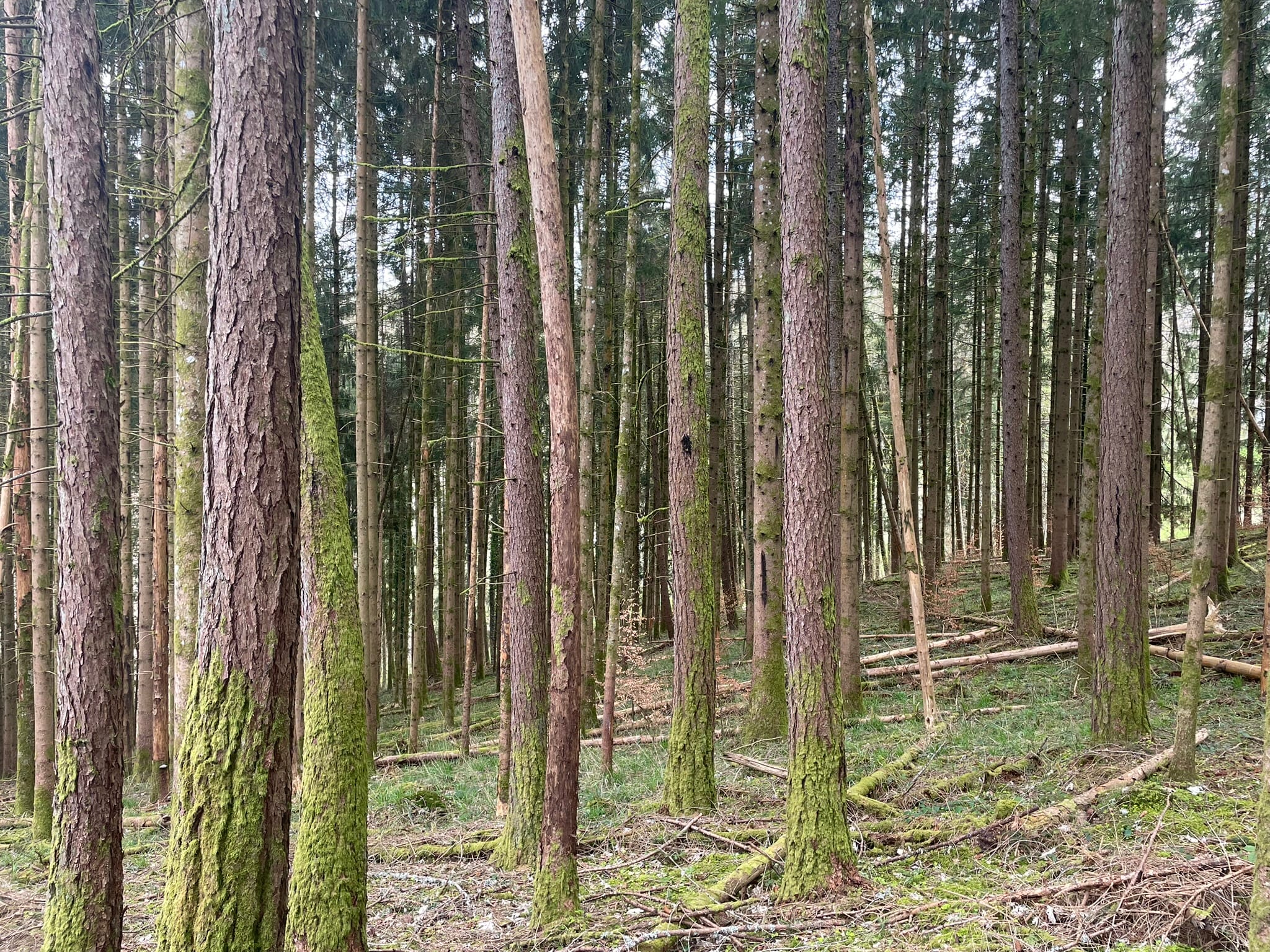 forêt à vendre Haut-Rhin
