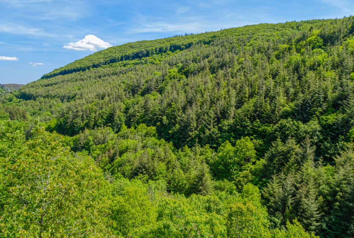 forêt Montagne Noire