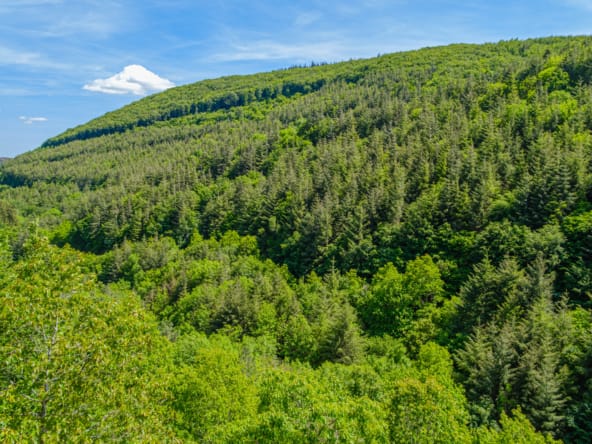 forêt Montagne Noire