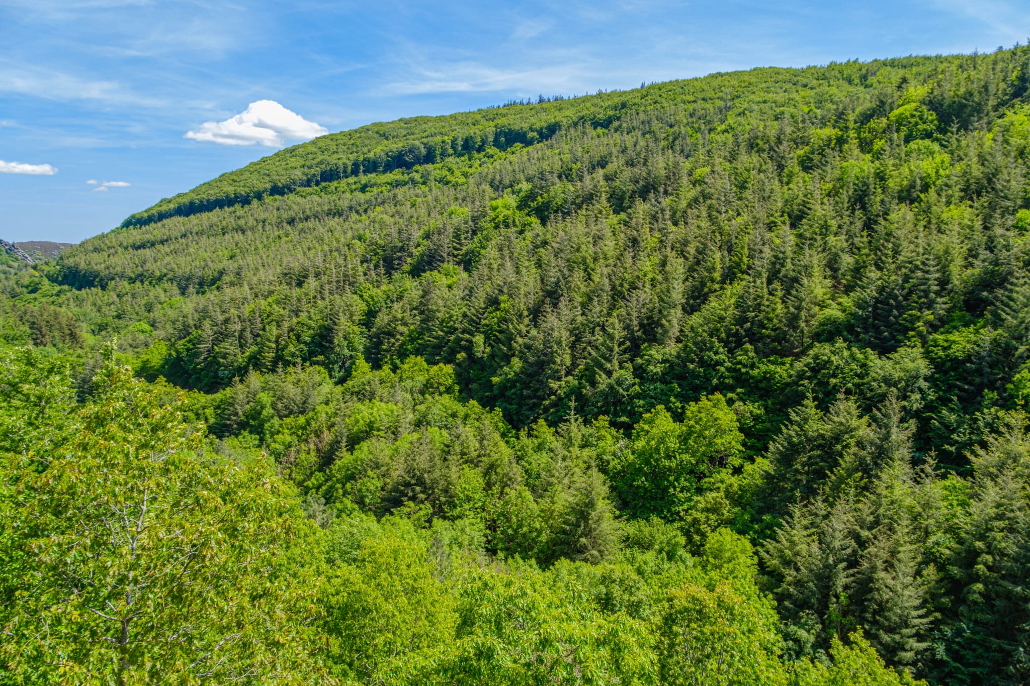 forêt Montagne Noire