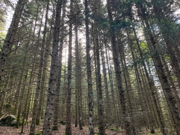forêt résineuse Livradois