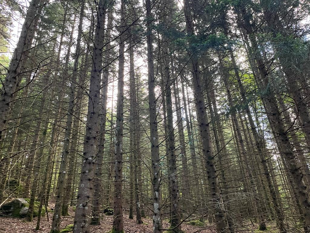 forêt résineuse Livradois