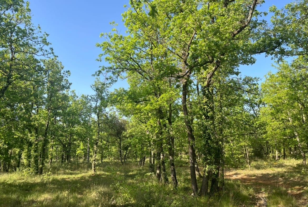 massif forestier Toulon