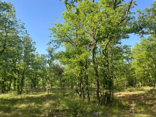 massif forestier Toulon