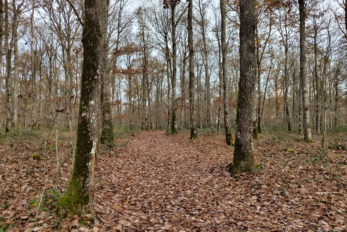 forêt chêne Orléans Tours