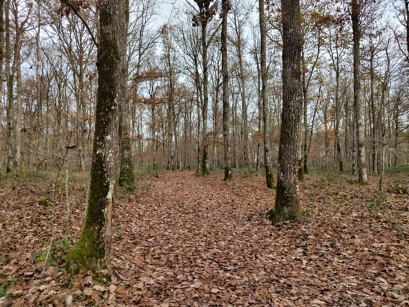 forêt chêne Orléans Tours