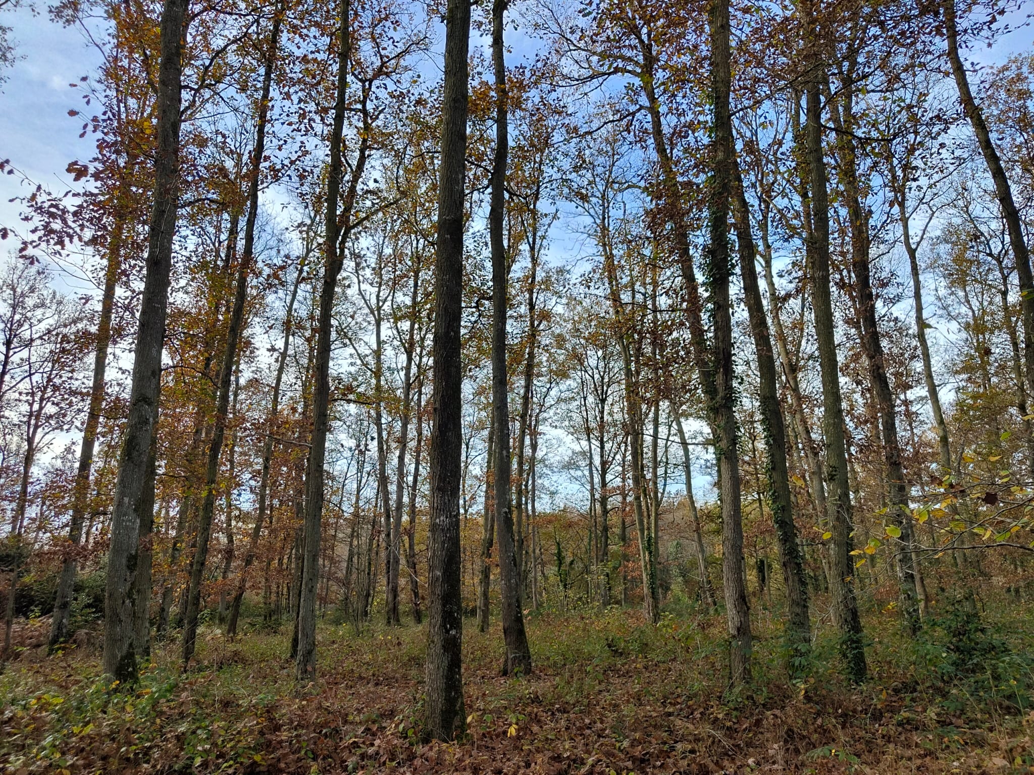 chênaie Loir-et-Cher