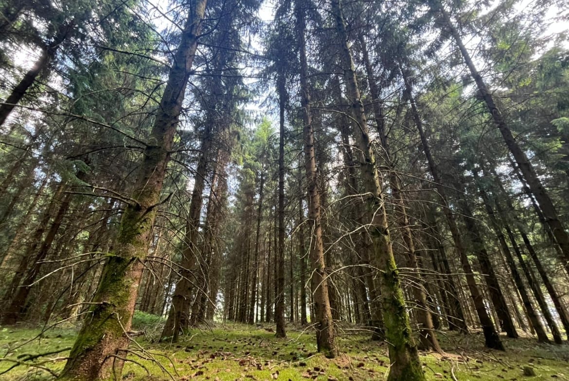 forêt Morvan