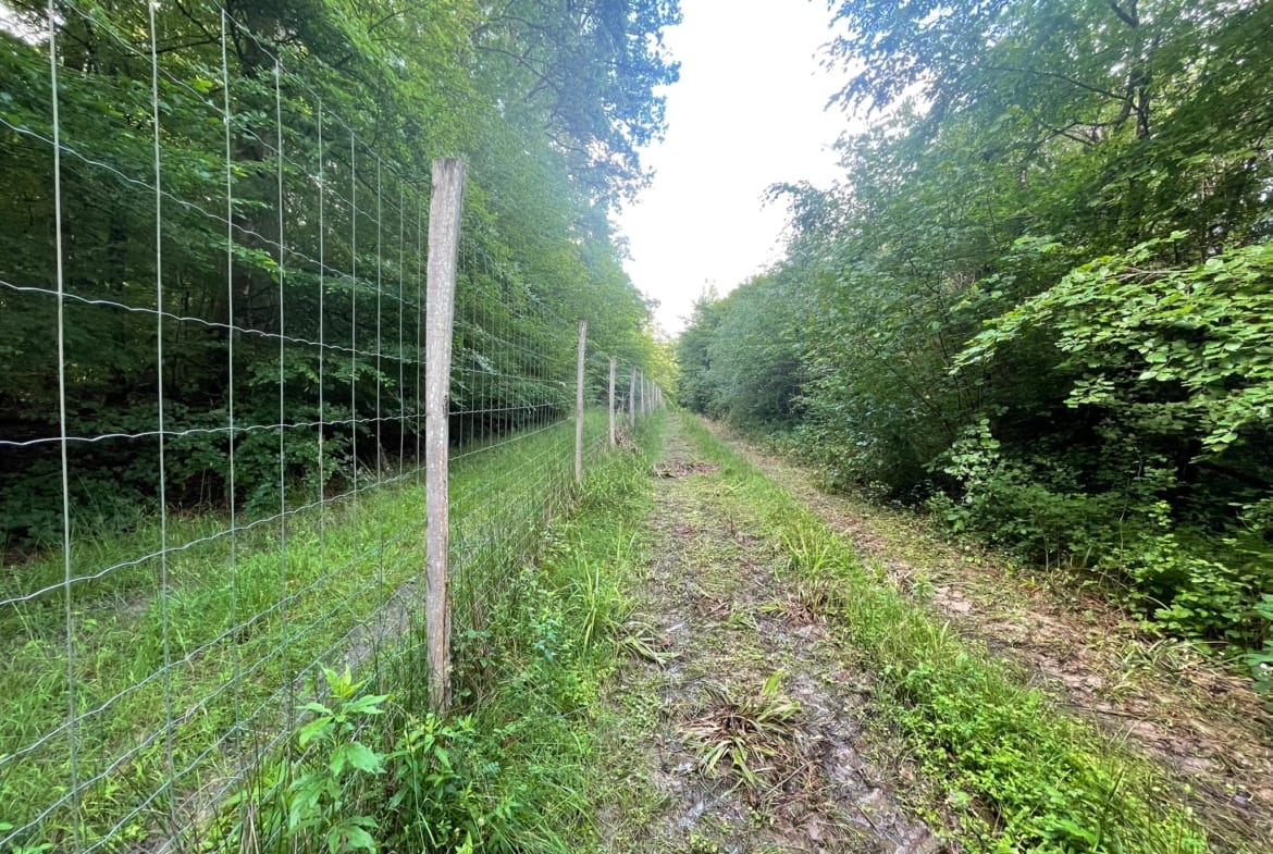 forêt Haute-Saône