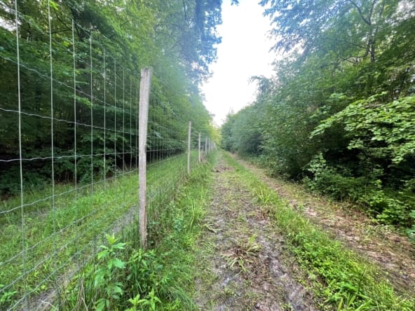 forêt Haute-Saône