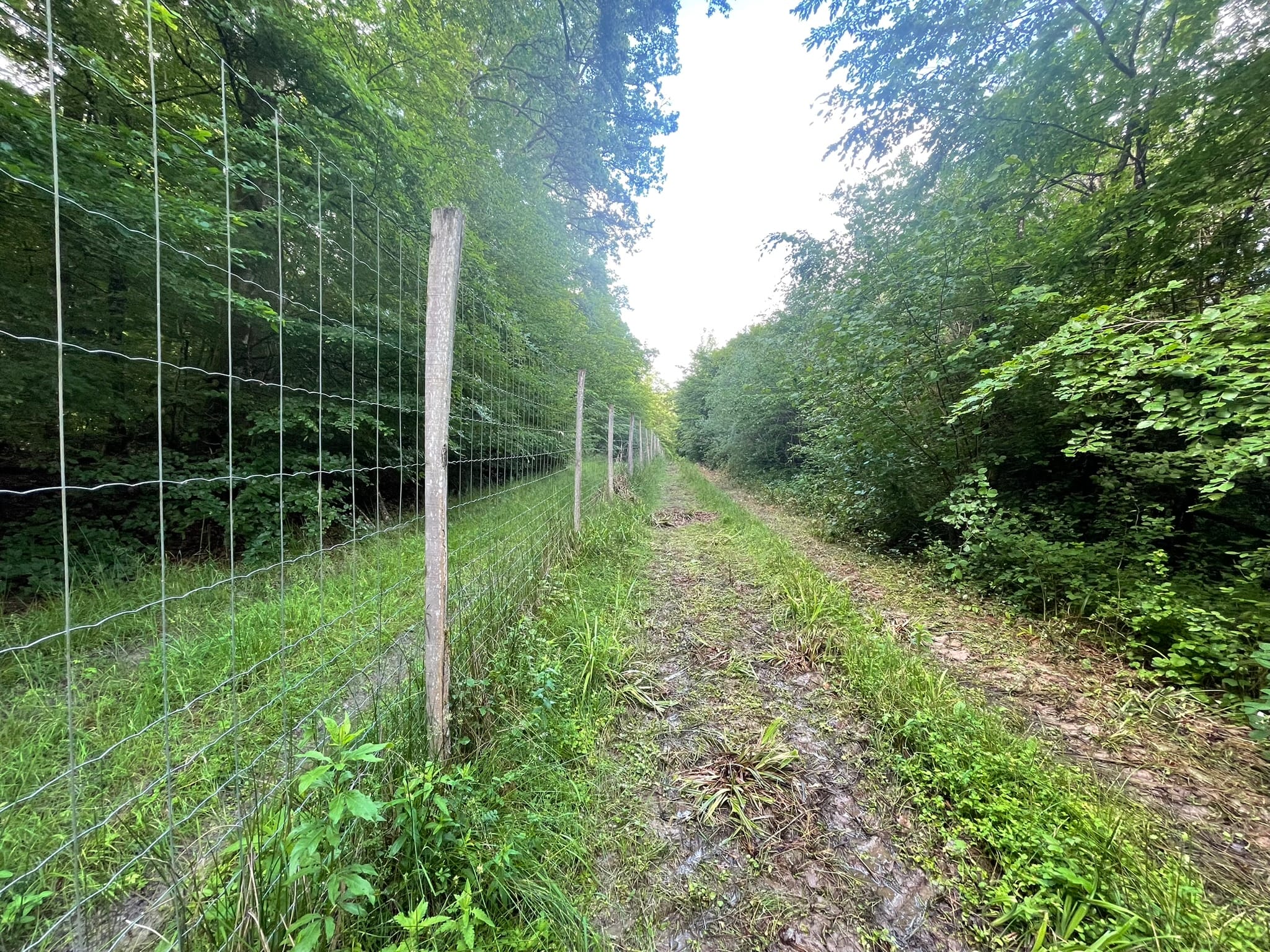forêt Haute-Saône