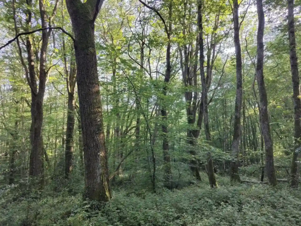 futaie de chênes Saône-et-Loire