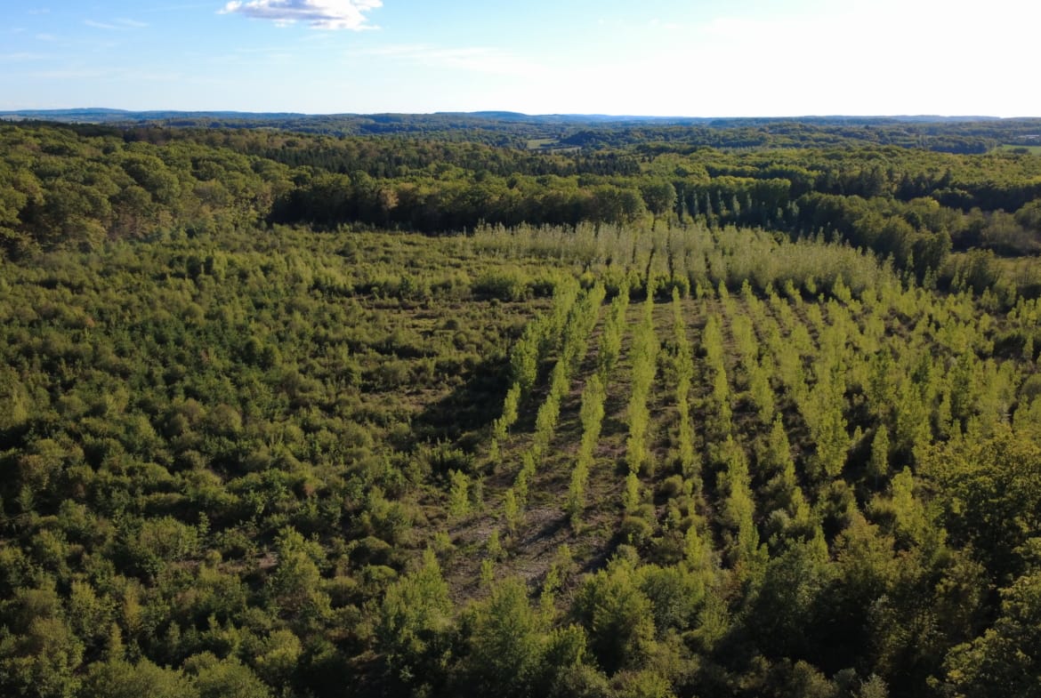 forêt Haute-Saône