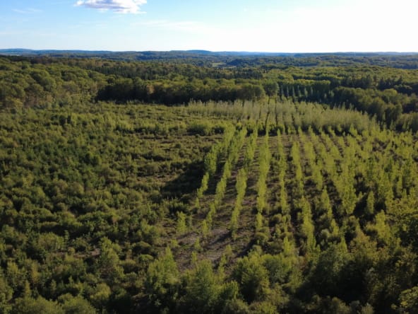 forêt Haute-Saône