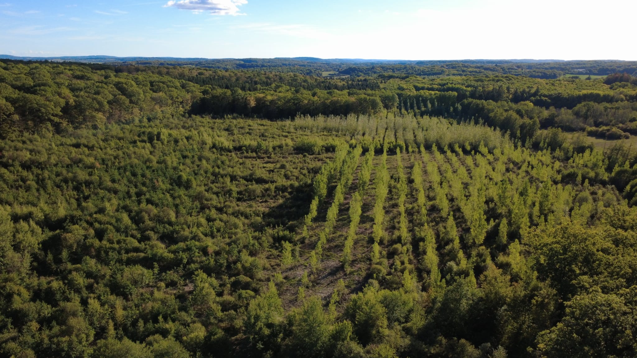 forêt Haute-Saône