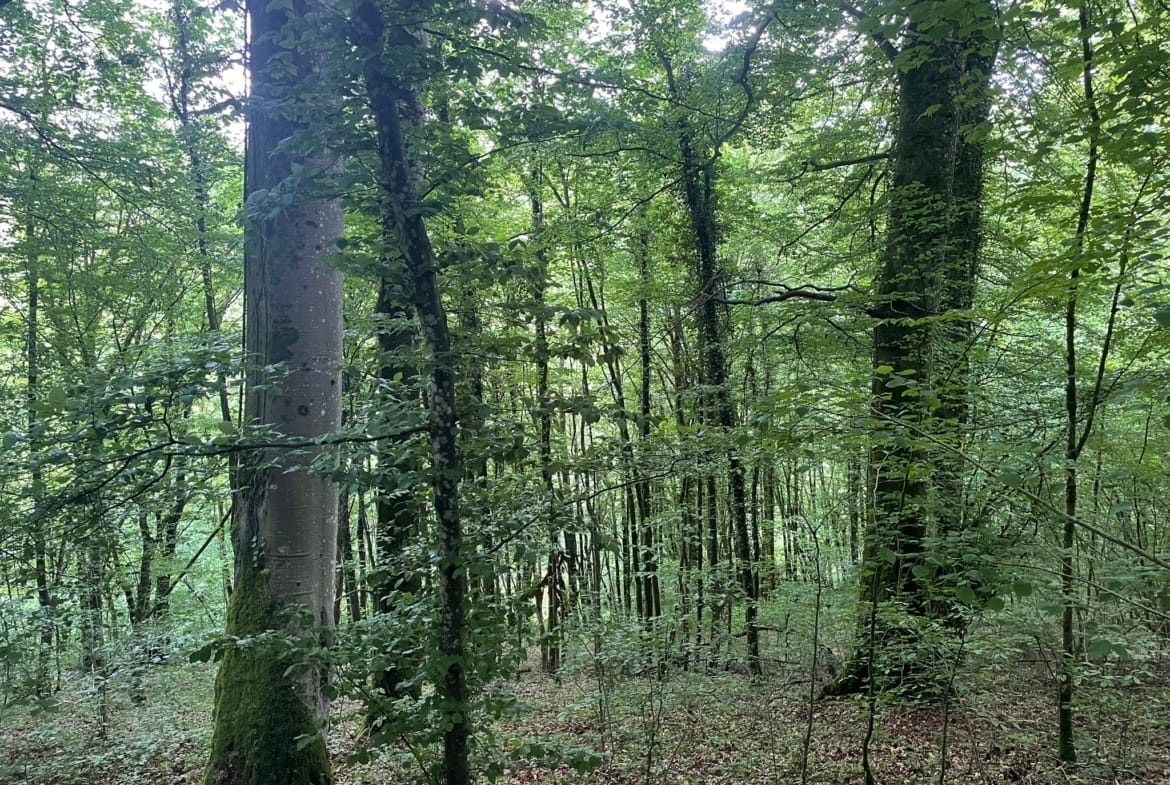 forêt proche Luxembourg
