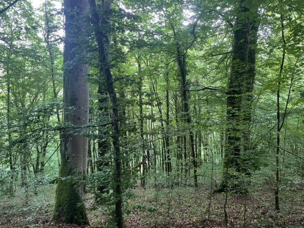 forêt proche Luxembourg