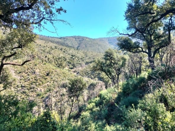 propriété forestière massif des Maures