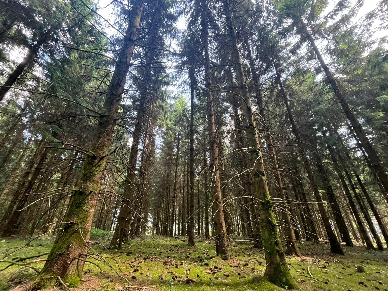 forêt Morvan