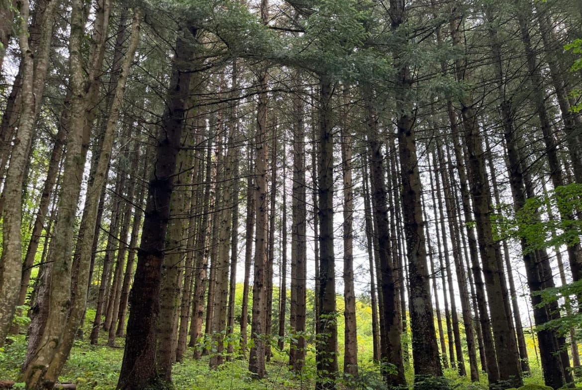 forêt à vendre Lantriac
