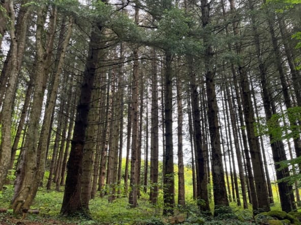 forêt à vendre Lantriac