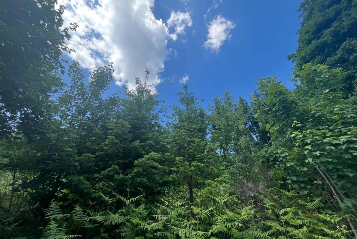 Investissement forestier