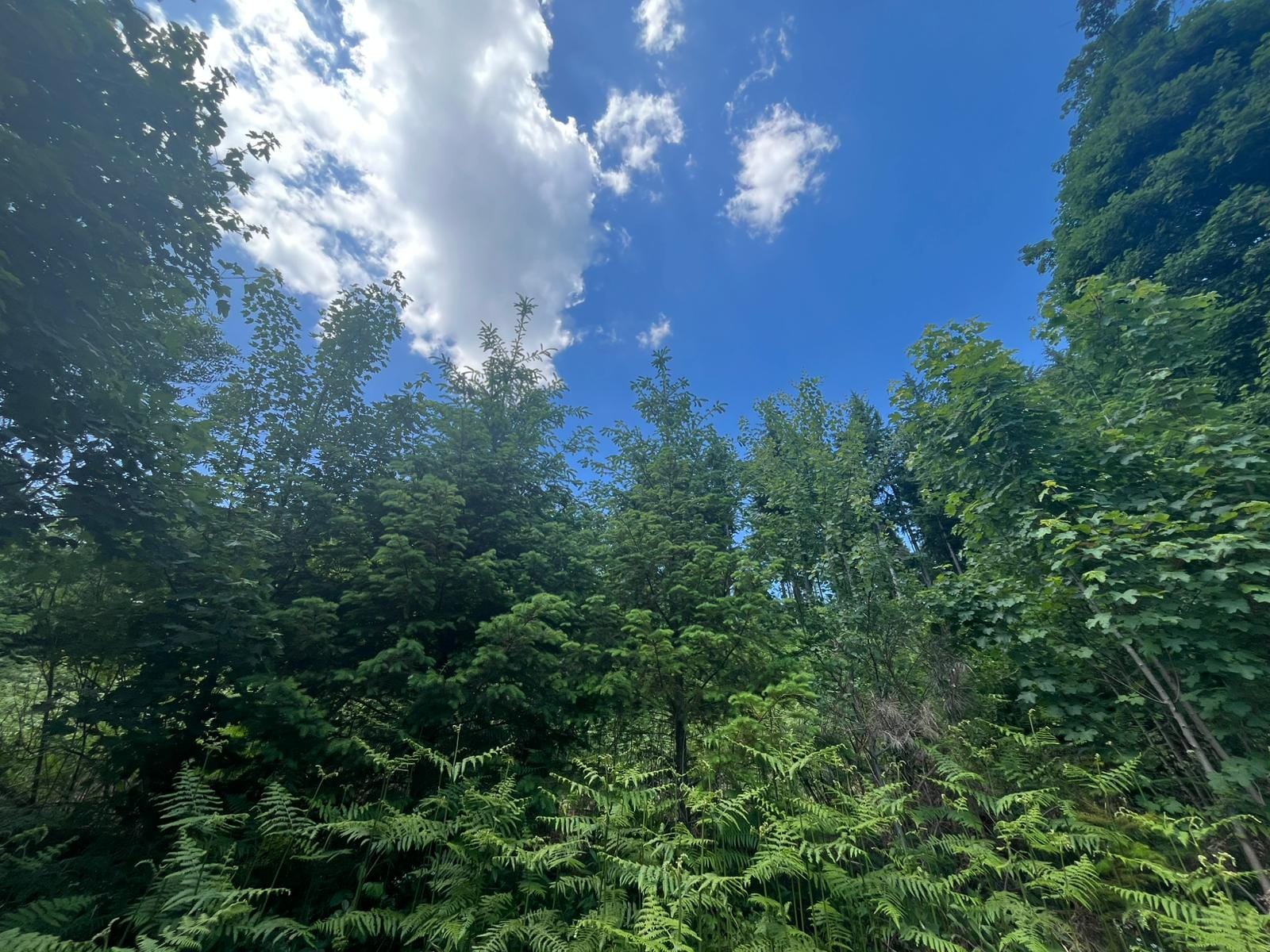 Investissement forestier