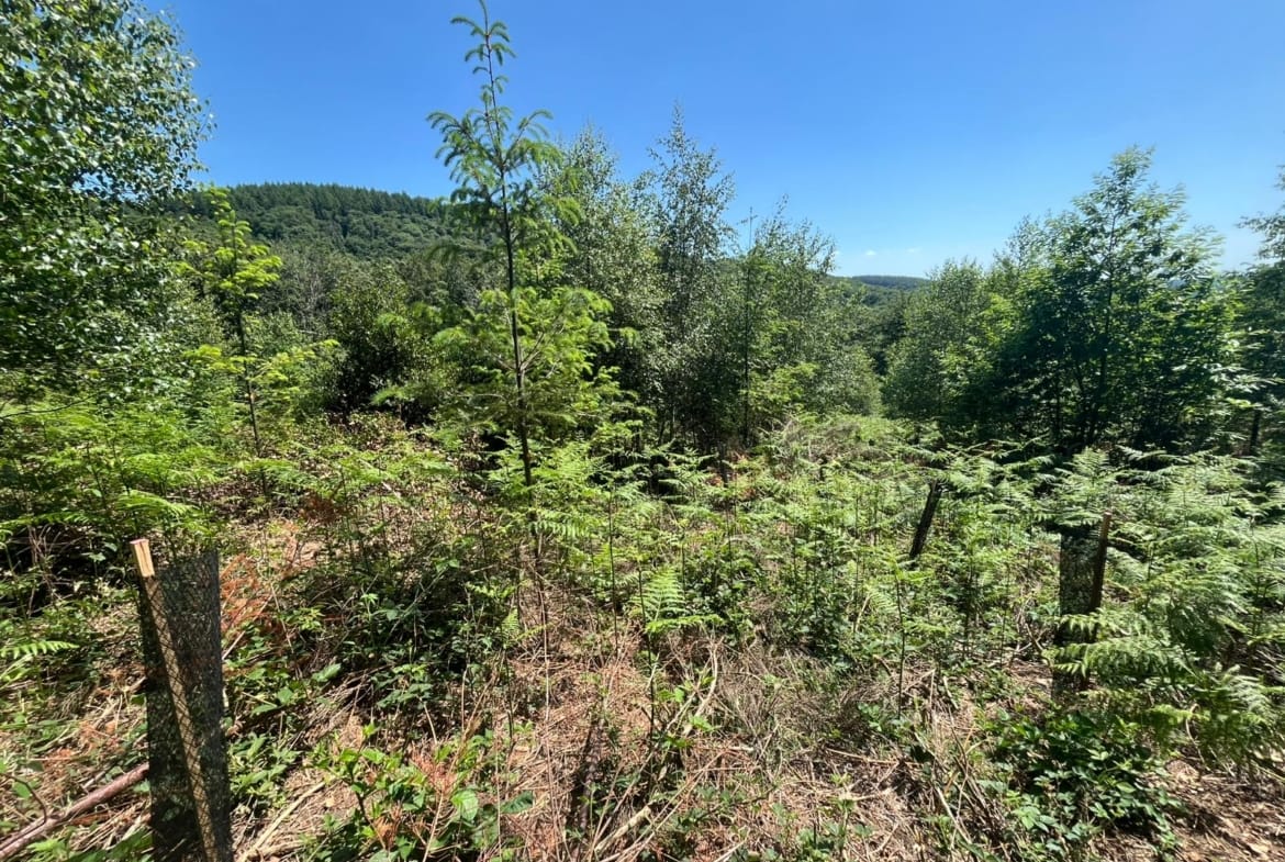 acheter une forêt