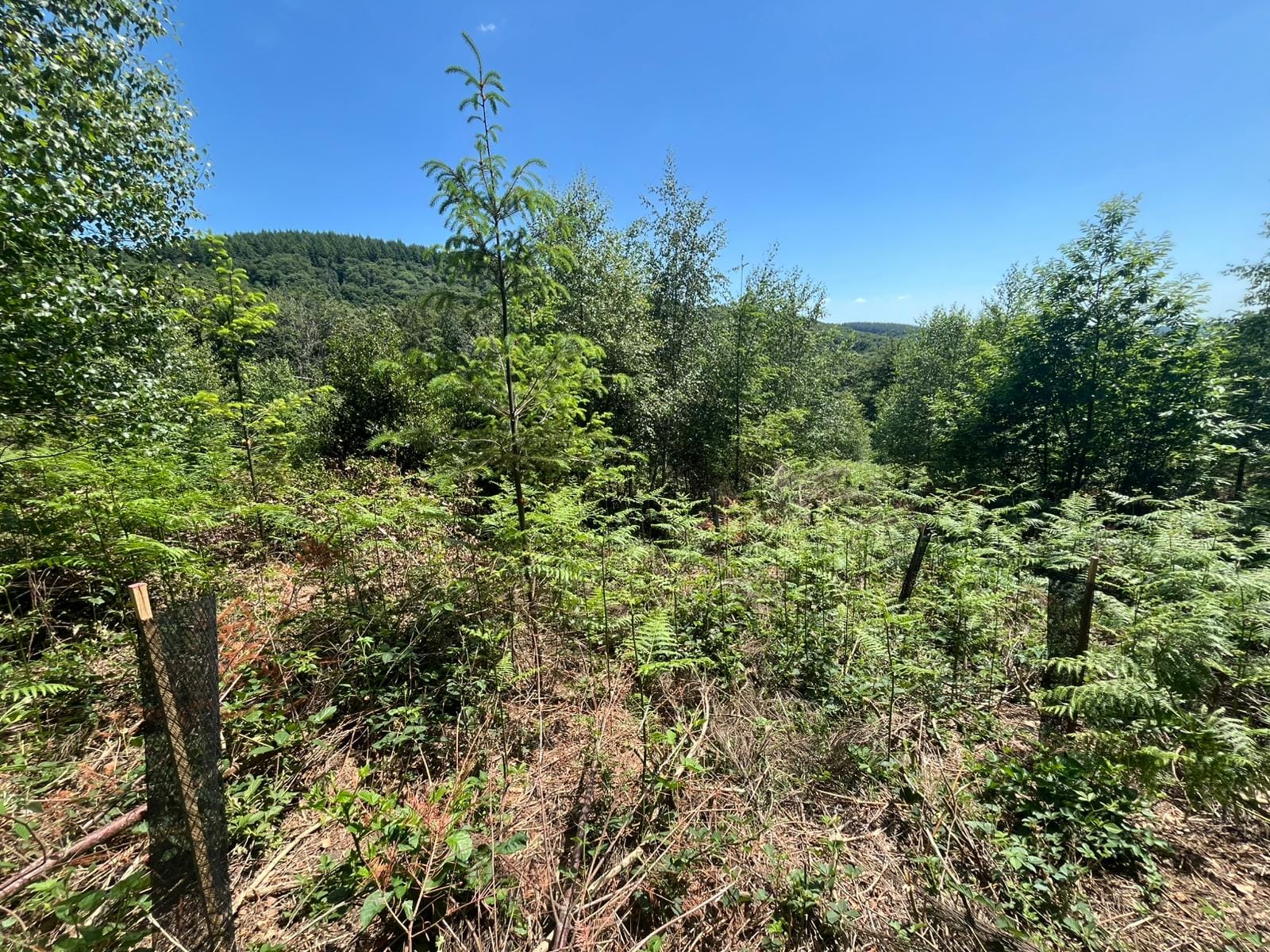 acheter une forêt