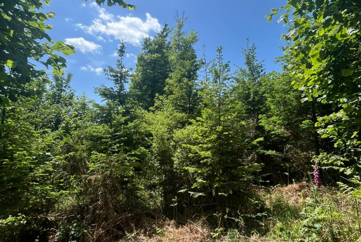 vendre une forêt
