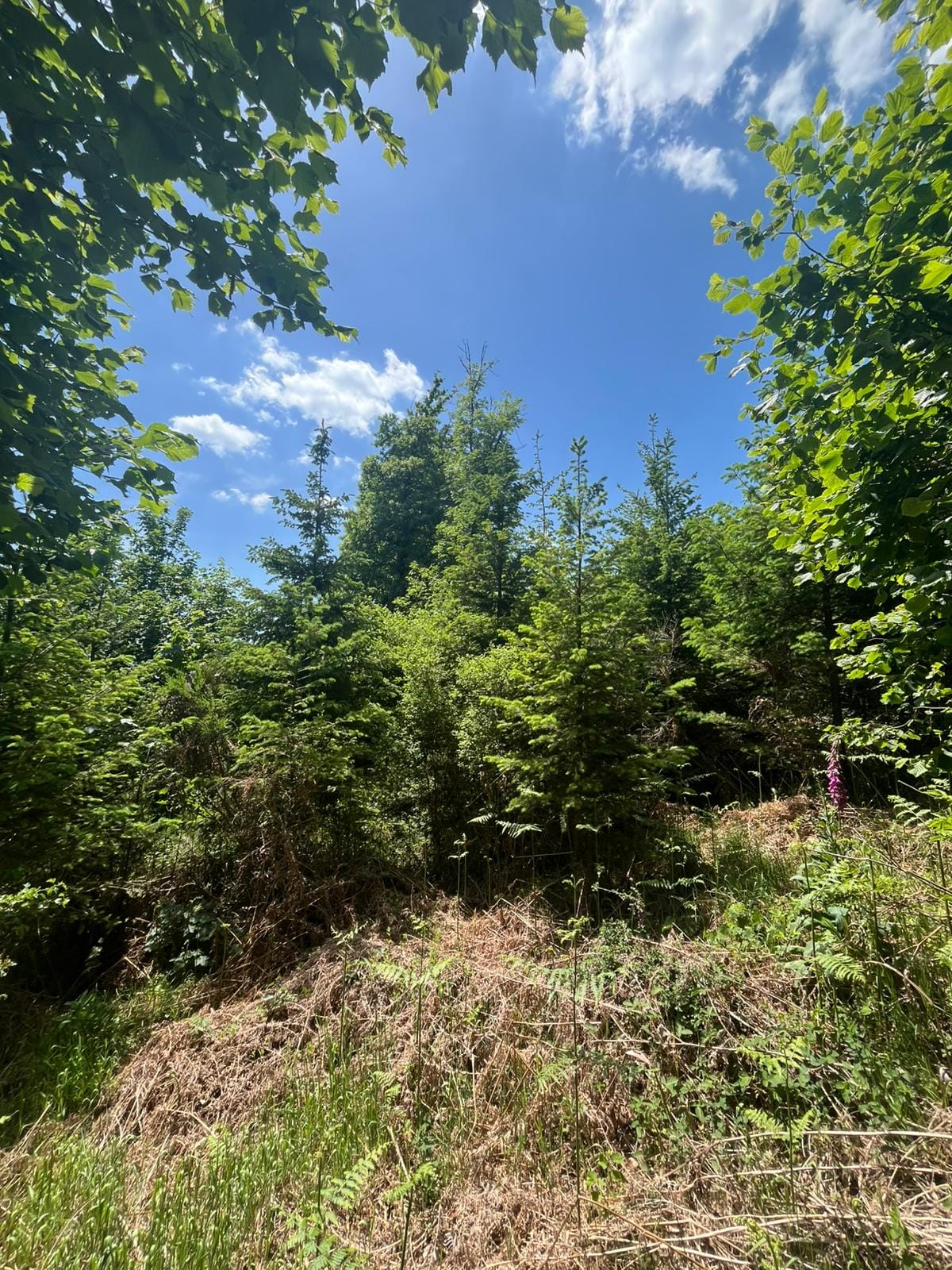 vendre une forêt