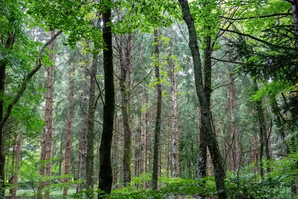 Vendre une foret