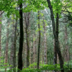 Vendre une foret